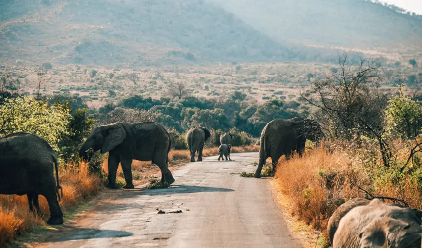 Viaje viaje-africa-sudafrica-pretoria-pilanesberg-ciudad-cabo-4772