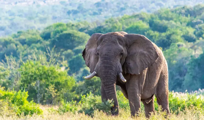 Viaje viaje-africa-sudafrica-johannesburgo-kruger-esuatini-suazilandia-4776