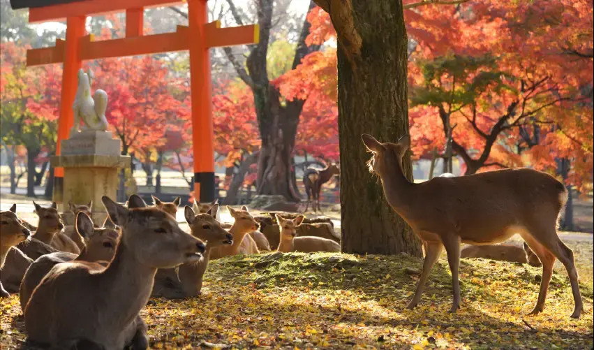 Viaje osaka-kioto-tokio-japon-tvg-4956